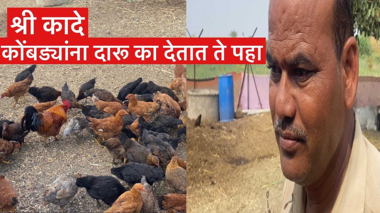 श्री कादे कोंबड्यांना दारू का देतात ते पहा.#कुक्कुटपालन