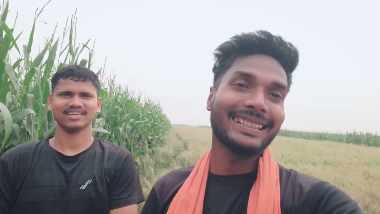 #_shorts मकई गेहूं का फसल अपना दीरा में 🌾🌾