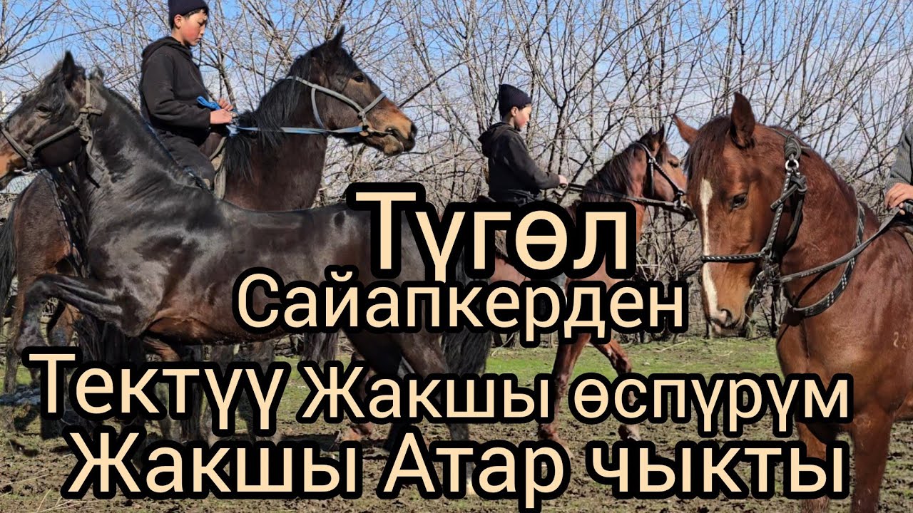 Бүгүн 14 февраль 2026 Түгөл сайапкерден тектү өспүрүм жана  жакшы Атар чыкты #кыргызстан #атбазар 