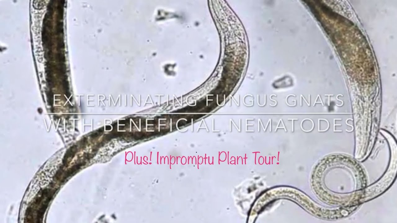 Using Beneficial Nematodes to Exterminate Fungus Gnats (+ impromptu Plant Tour)