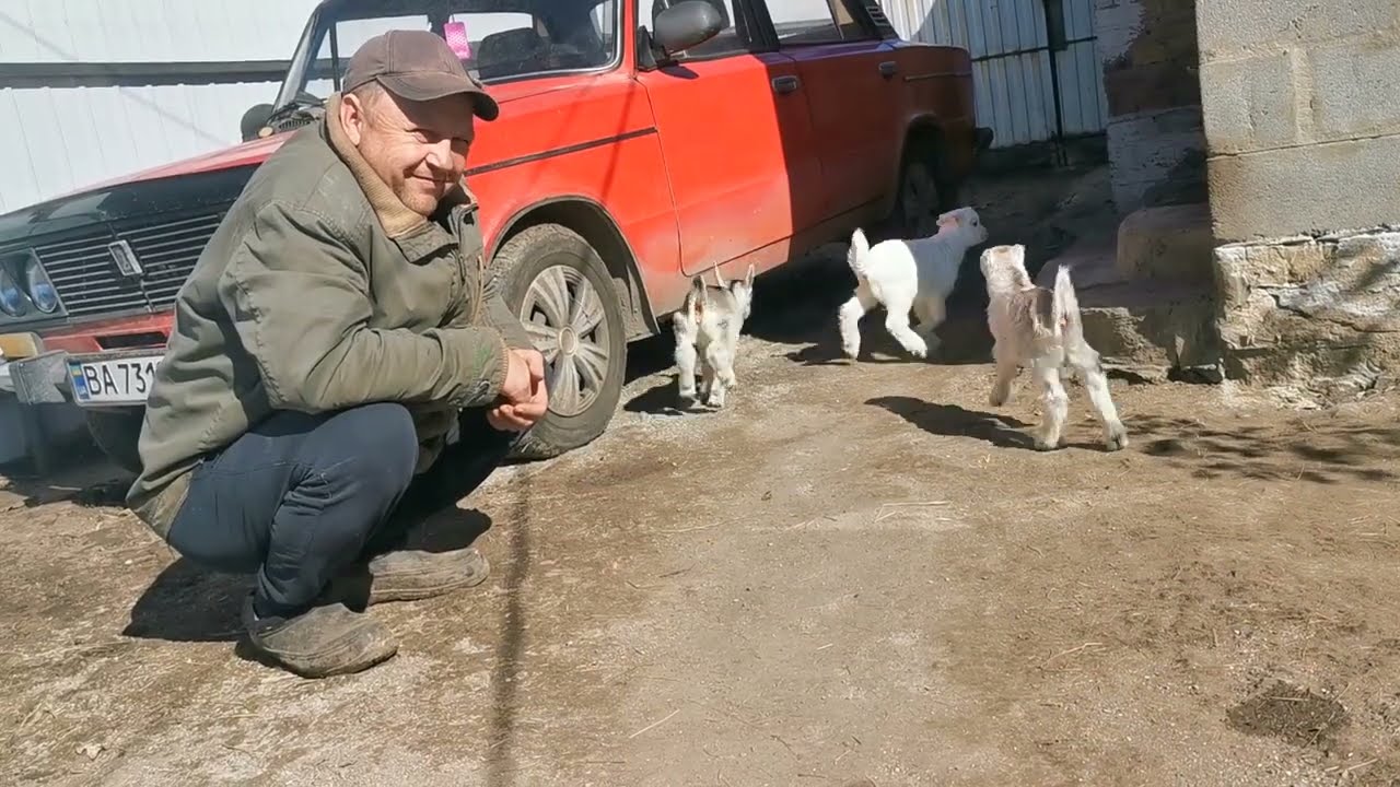 Козенята перший раз на прогулянці. В нас новенькі. Пробачте що так пізно привітала🌹🌹🌹. 
