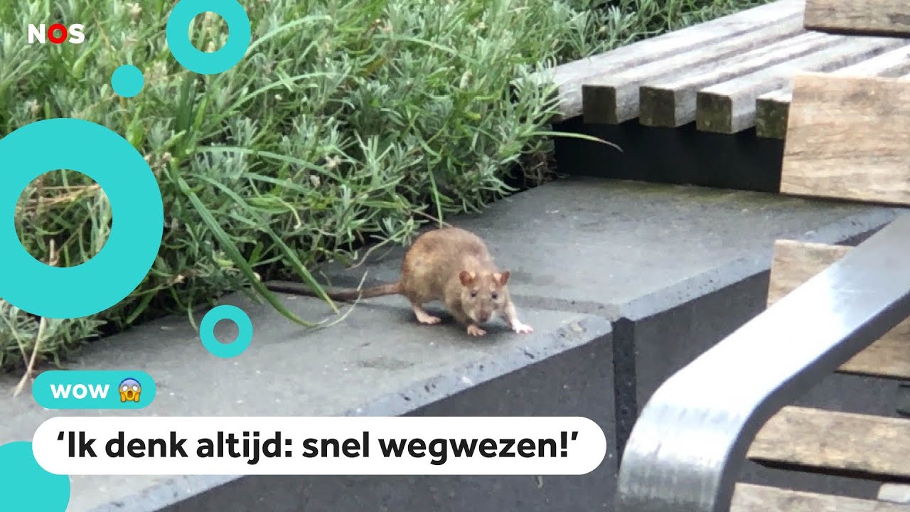 Last van ratten op straat in Rotterdam