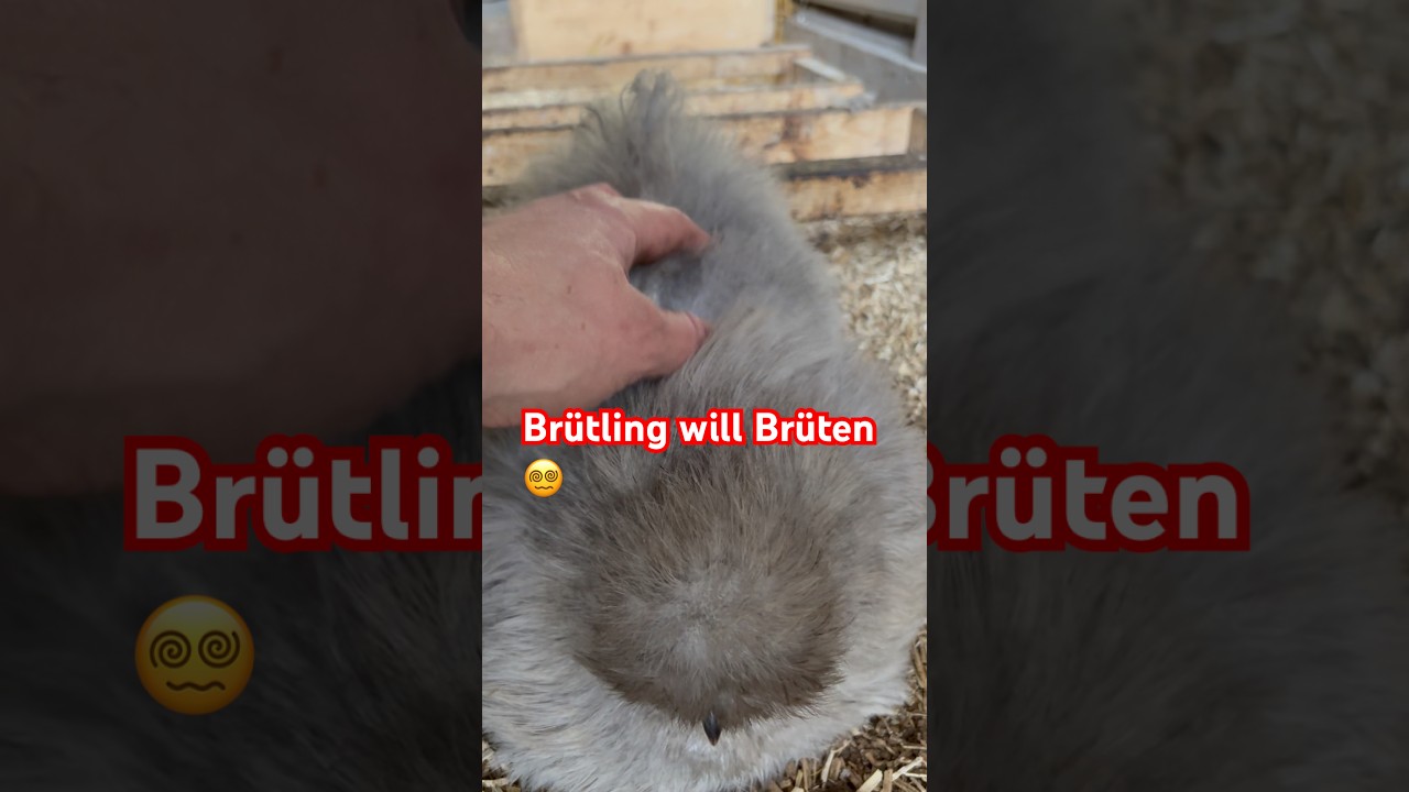 Ach immer diese Br&uuml;tlinge 🫣🤪 #h&uuml;hner #chicken #shorts