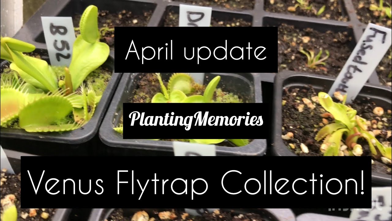 Venus Flytrap Collection in Spring