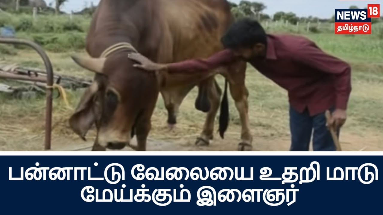 நாட்டு மாடுகளை பாதுகாக்க பன்னாட்டு வேலையை உதறிய இளைஞர்