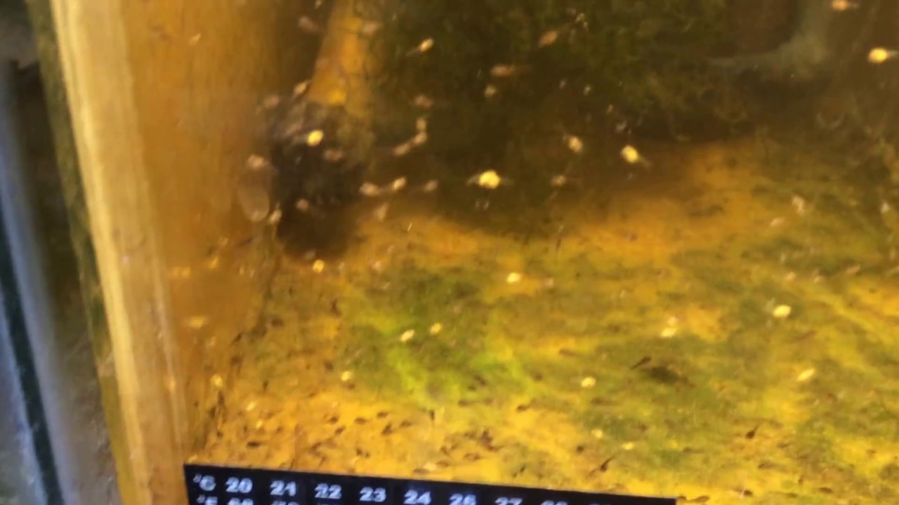 Angelfish Eggs/Fry Lessons Learned