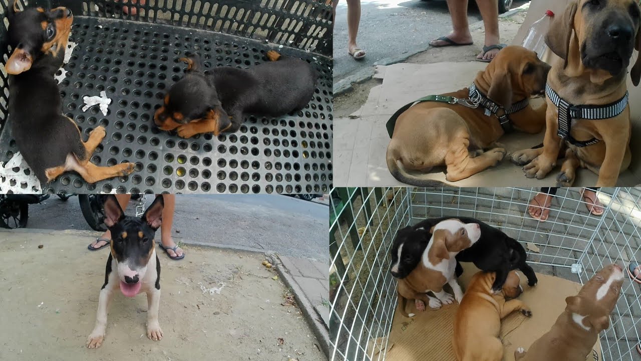 FEIRA DE CACHORRINHOS FILHOTES PITBULL ROTTWEILER PASTOR ALEMÃO PINNCHER YORKSHIRE SHIH TZU 