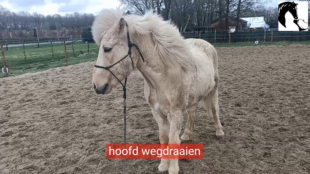 Starten met een introvert paard