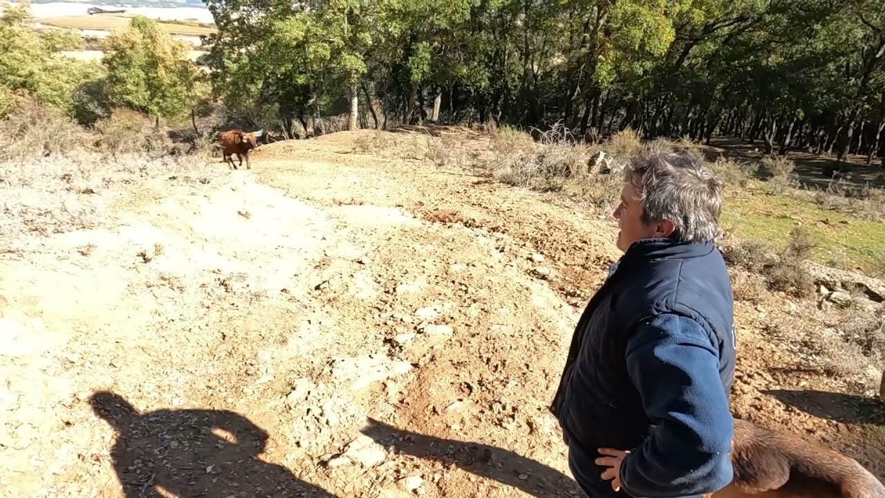 La Tejeria. Ganaderia Reta. De Casta Navarra