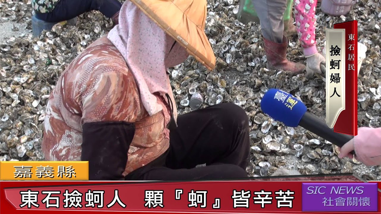 東石撿蚵人 顆『蚵』皆辛苦