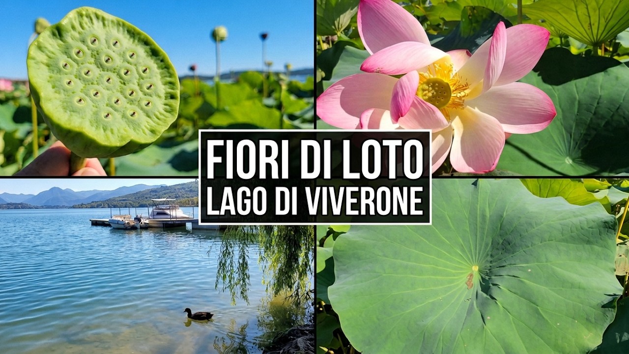 Fiori di Loto🪷 Lago di Viverone😍 #naturelovers #flowers 