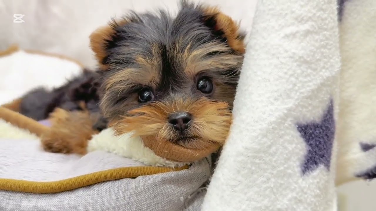 【 ヨークシャーテリア 】歴代トップレベルの可愛さ♡小さめサイズの女の子