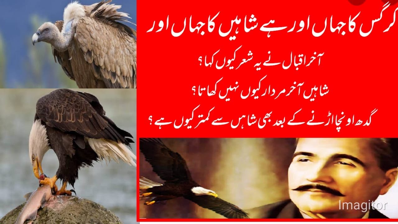کرگس کا جہاں اور ہے شاہیں کا جہاں اور/Kargas ka jahan orr has shaheen ka jahan orr