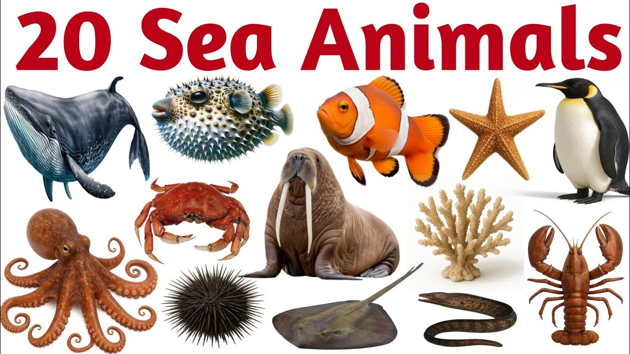 20 Sea Animals for Kids | Learn Ocean Animal Names in English with Sounds and Pictures Marine | Life