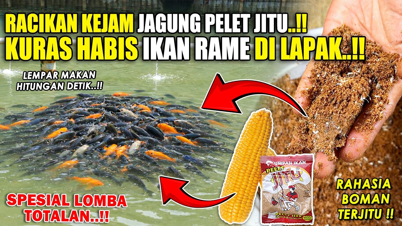 HITUNGAN DETIK SIKAT HABIS SEMUA IKAN RAME DI LAPAK !! RESEP KEJAM UMPAN JAGUNG PELET JITU ❗❗