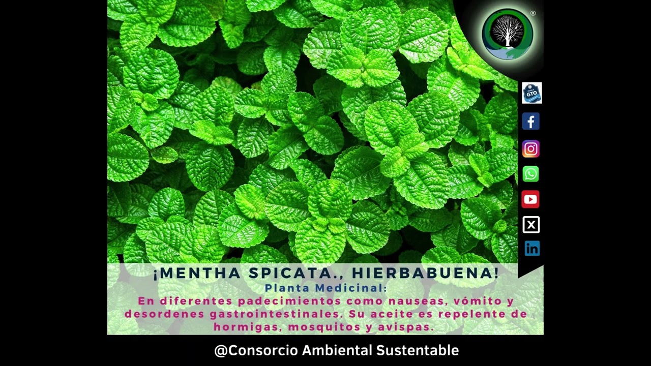 MENTHA SPICATA, HIERBABUENA