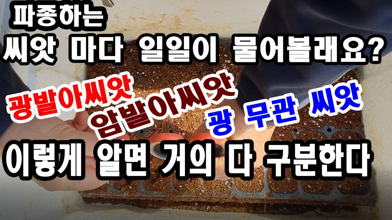 씨앗 파종법. 광발아종자,암발아종자,광 무관 종자 이렇게 알면 씨앗 거진다 구분한다(호광성 종자, 혐광성 종자, 광 무관 종자 쉽게 구별하는 법 심는 깊이와 파종 후 관리법 등)