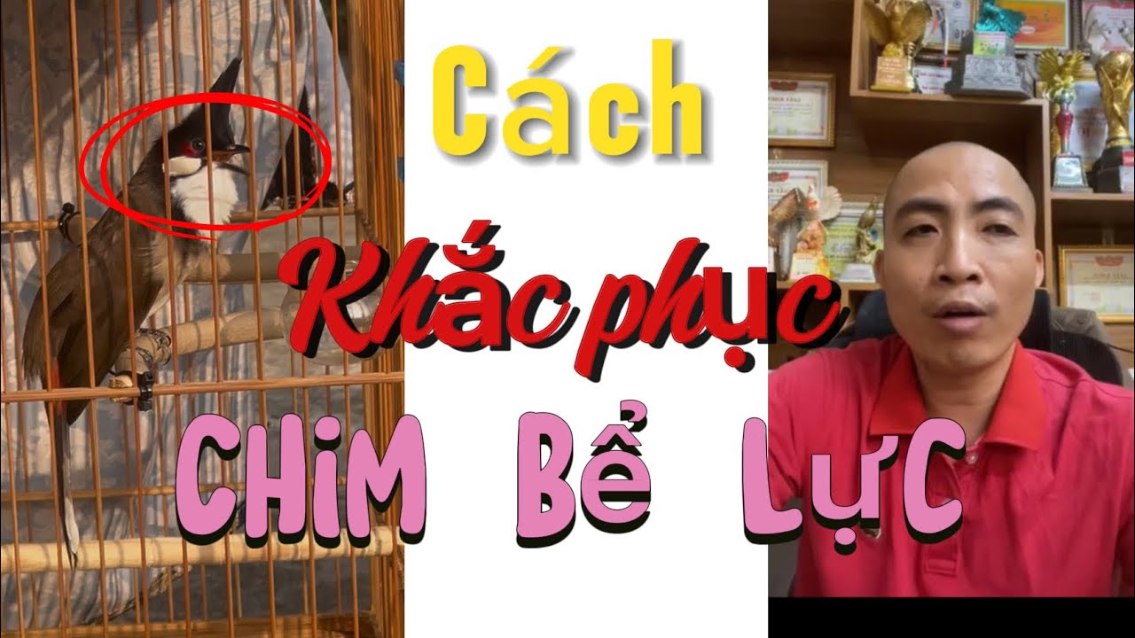 Cách điều trị Chim Bể Lực và vì sao Chim lọt giọng là chim tố chất?