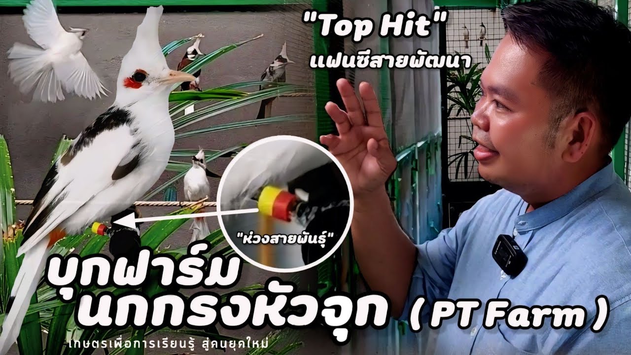 บุกฟาร์ม | นกกรงหัวจุกแฟนซี สายพัฒนา(PT Farm) ให้ความรู้ คำแนะนำ และมีแบ่งลูกป้อน