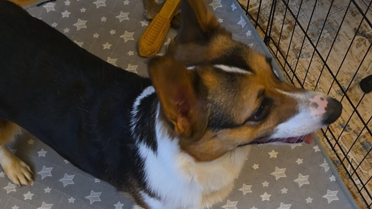 corgi puppy play time!