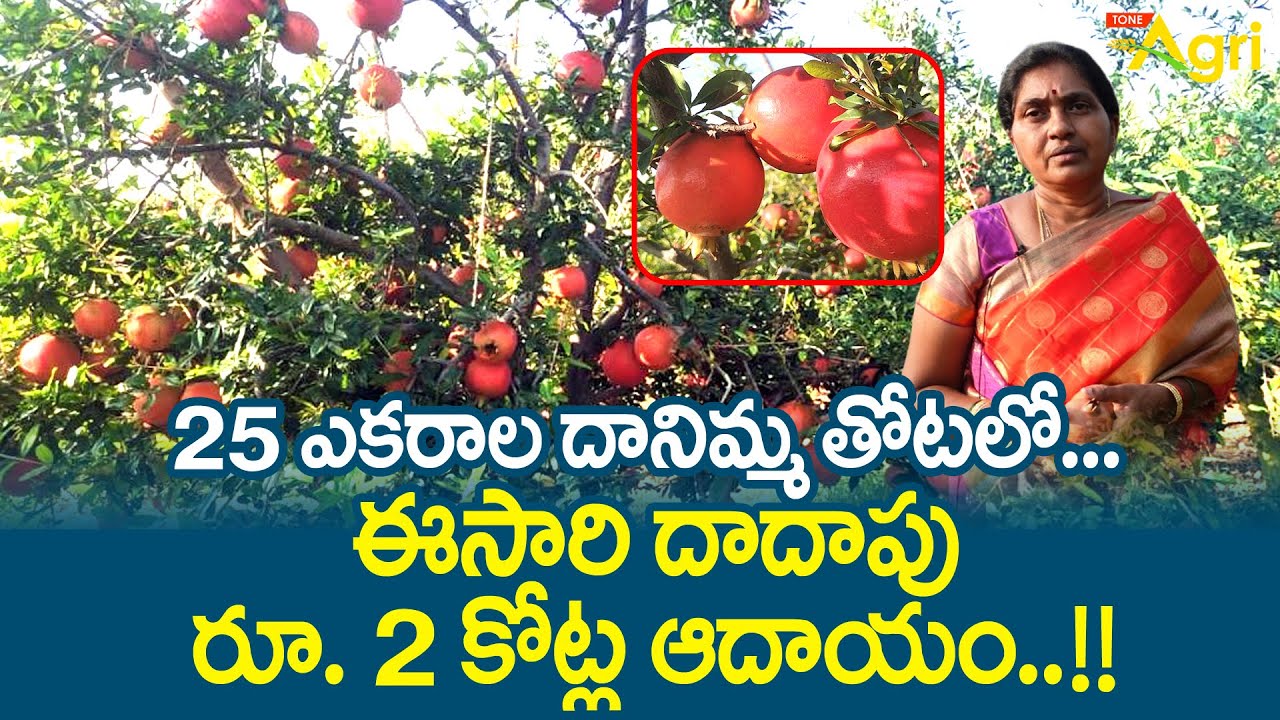Danimma, Pomegranate Farming | 25 ఎకరాల దానిమ్మ తోటలో.. ఈసారి దాదాపు రూ.2కోట్ల ఆదాయం..!! Tone Agri