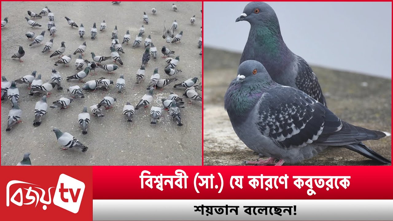 বিশ্বনবী (সা.) যে কারণে কবুতরকে শ'য়'তা'ন বলেছেন! Bijoy TV