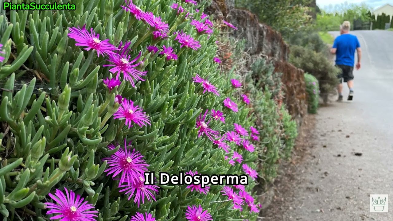 Coltivare Delosperma in vaso: fioritura continua fino a ottobre