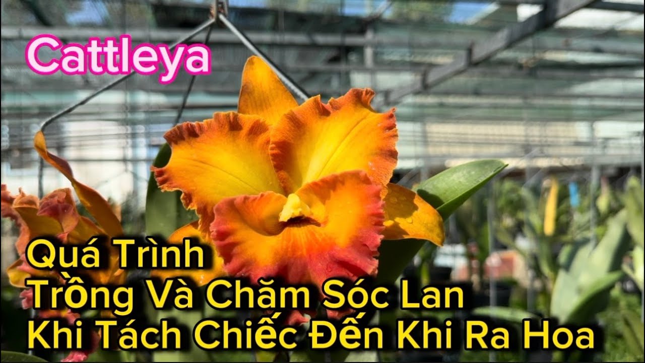 Quá Trình Chăm Sóc Cattleya Từ Khi Tách Chiếc Trồng Đến Khi Ra Hoa  #cattleyavietnam    ngày9/5/2024