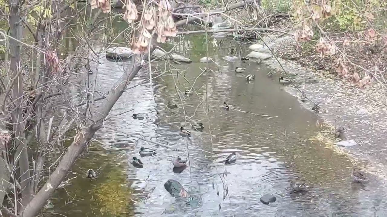 1 Hour Applewood Trail Walk with Ducks & Squirrels 🍂 | Quiet Nature Loop in Canada