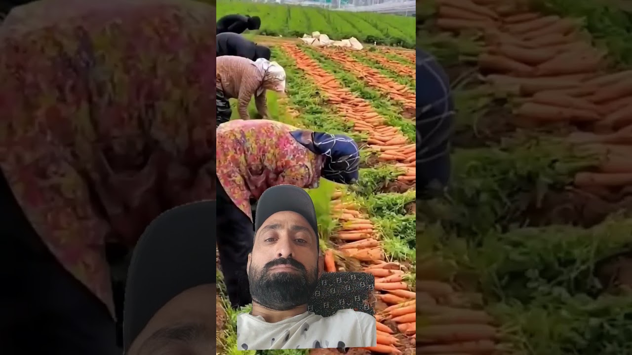 #agriculture #satisfying #harvesting #food #vegetables #easy #harvest #mann sekha