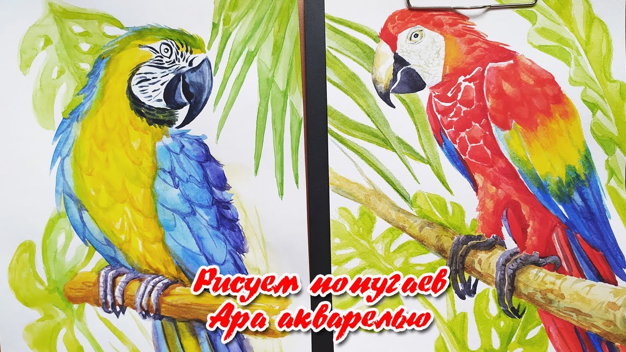 Рисую попугаев Ара акварелью.