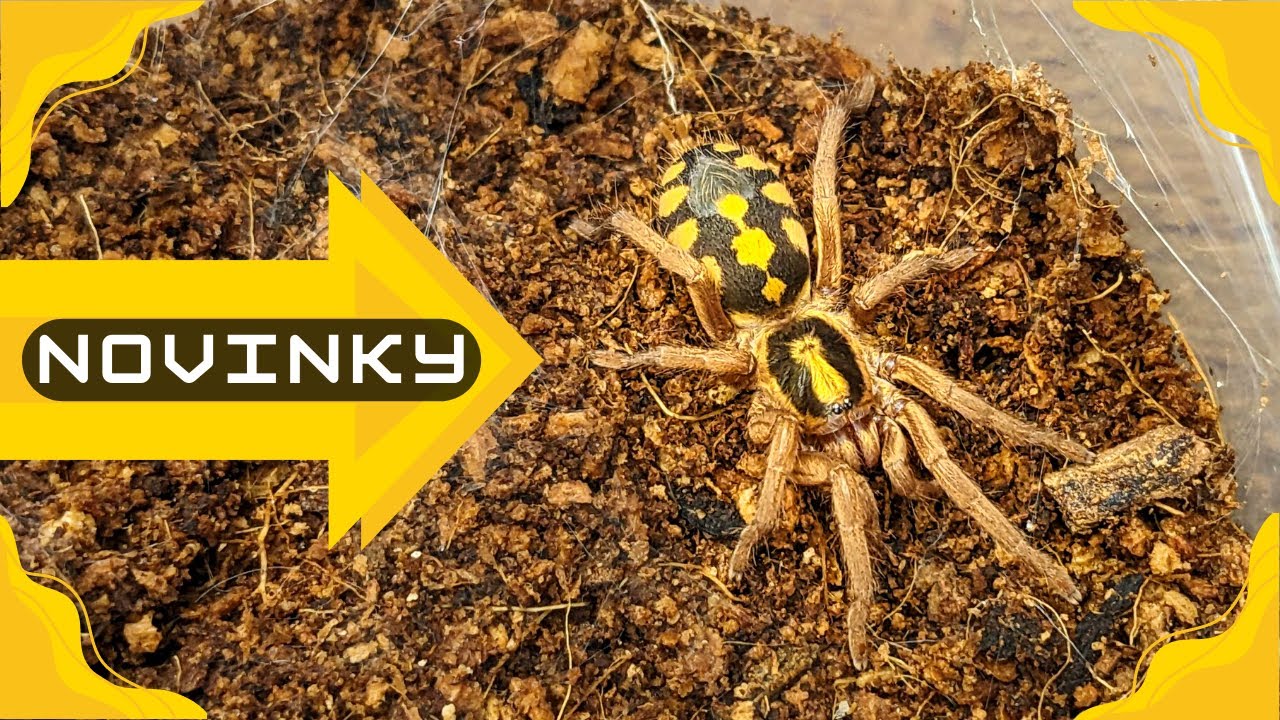 Noví sklípkani a nabručený nesklípkan!