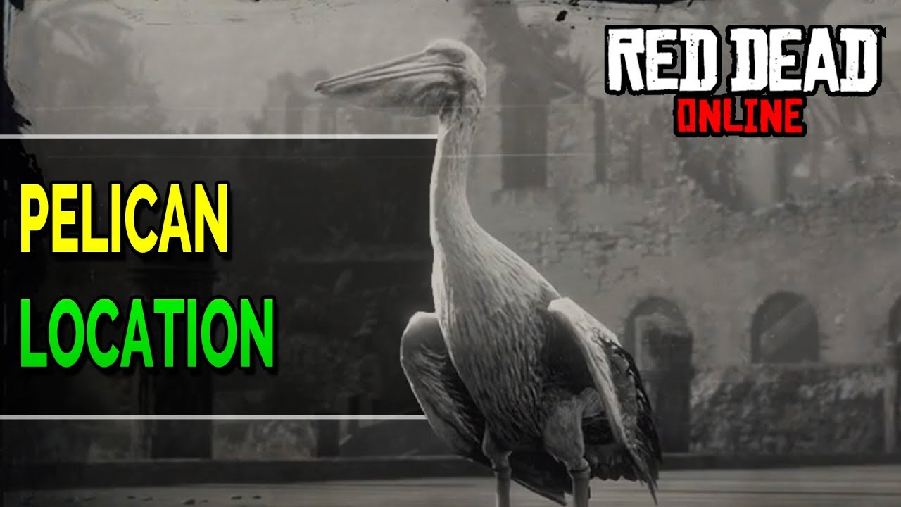 Red Dead Online: Pelican Location (RDR2 Exotic Bird Meat) RDR2 Online