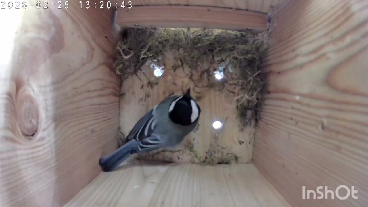 Nestbau der Kohlmeise, Teil 3 🐦🐦