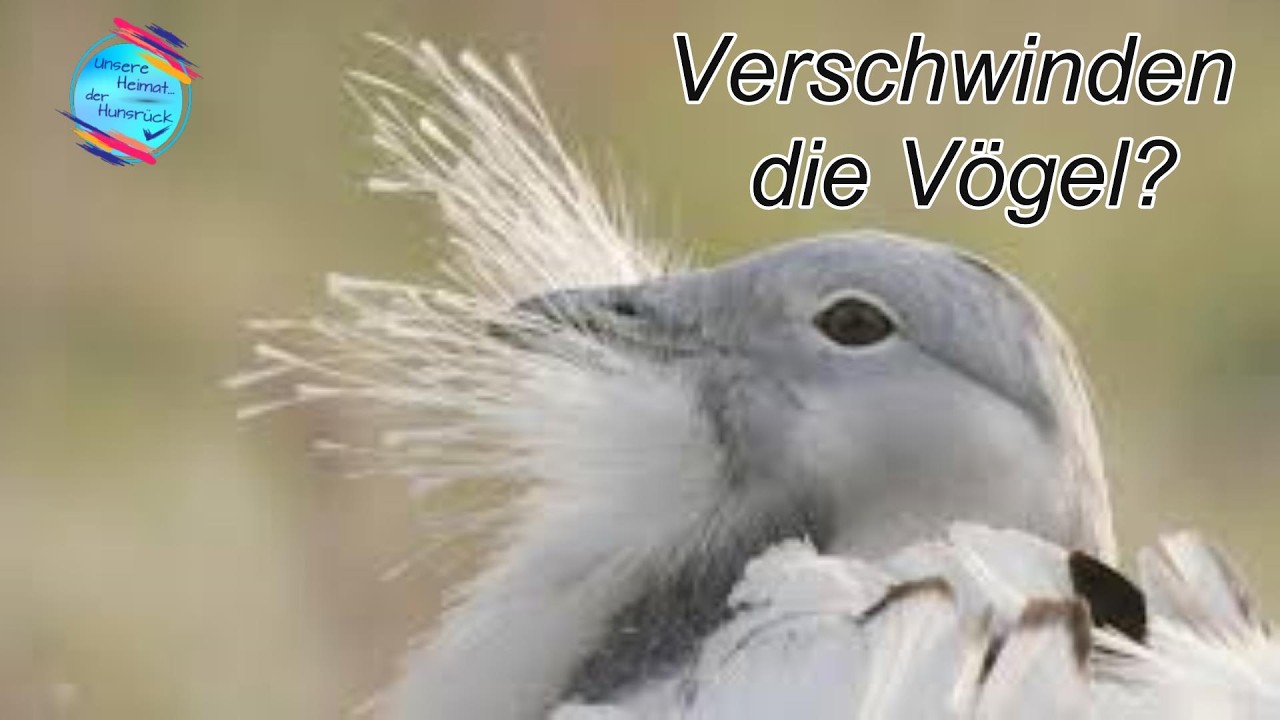 Vom Verschwinden der Vögel - Vogelaussterben in Deutschland