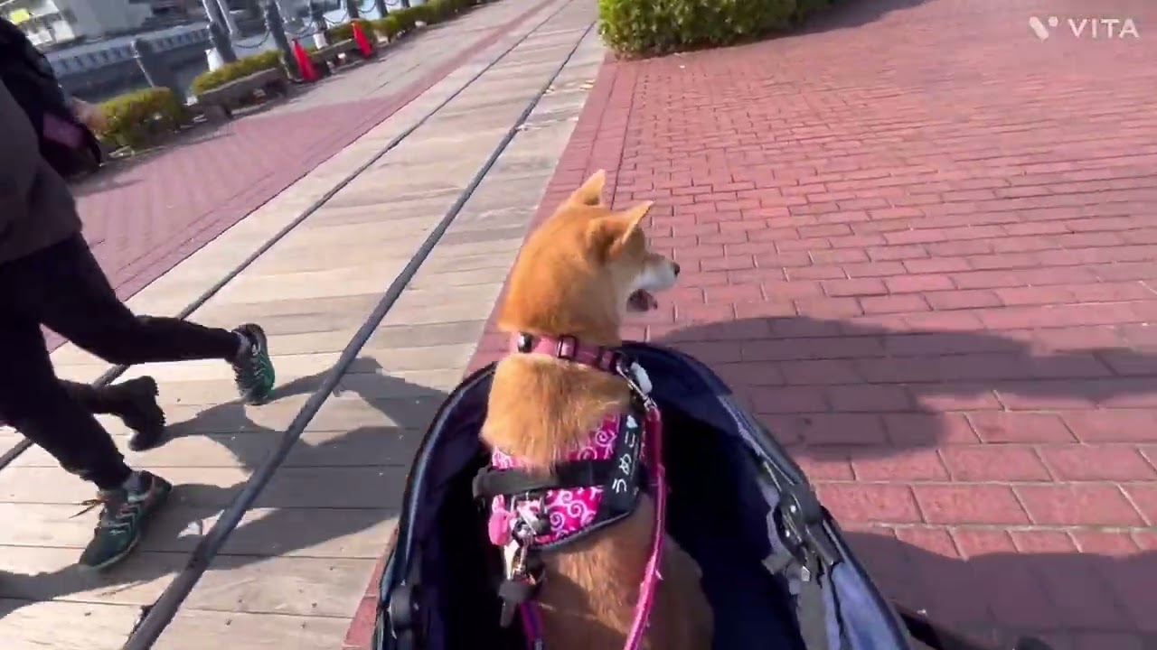 (柴娘)ロング動画13「うめことみなとみらいにイクっ😘🐶💦💕‼️」 #神奈川 #横浜 #yokohama #みなとみらい #dog #shibainu #柴犬 #犬 #japan #walking 