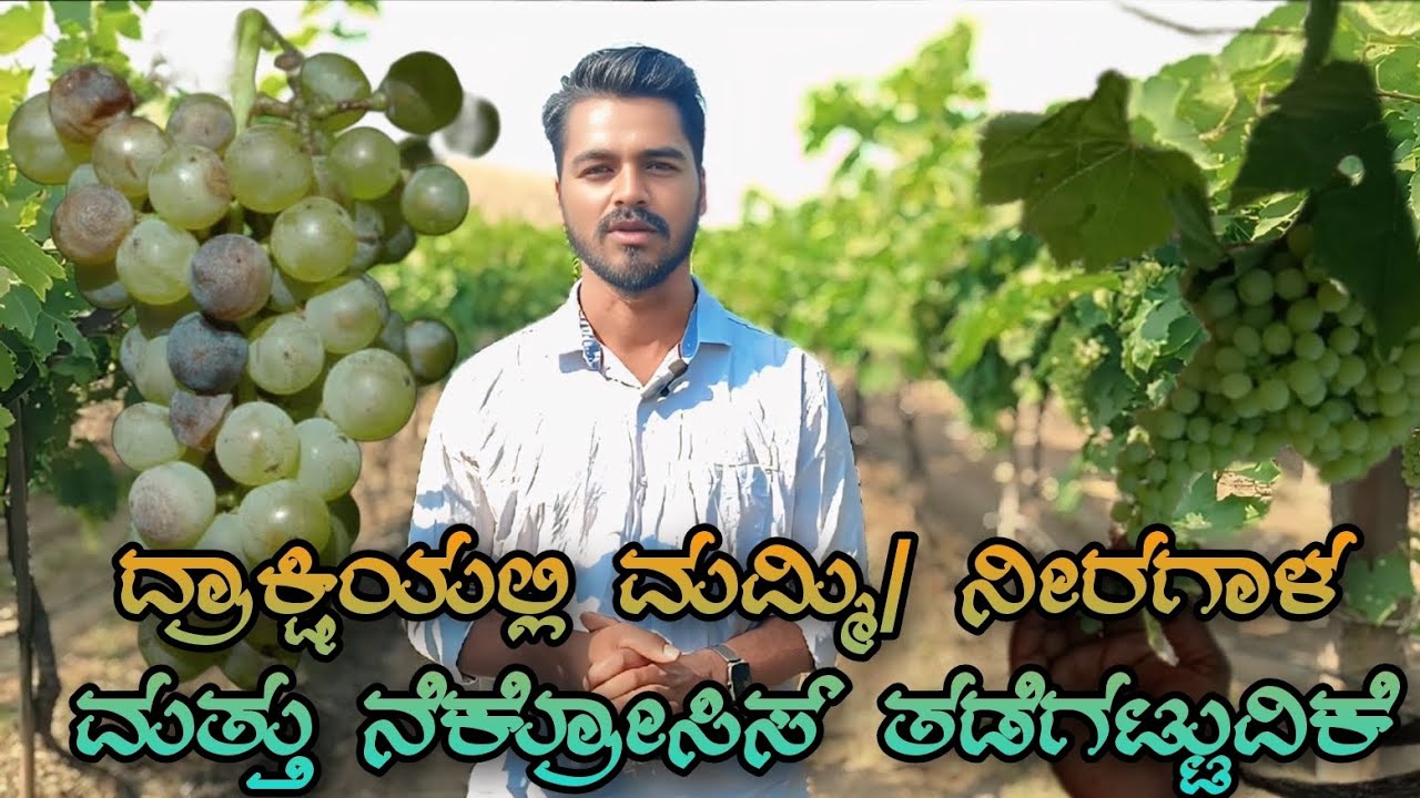 ದ್ರಾಕ್ಷಿಯಲ್ಲಿ ಮಮ್ಮಿ/ ನೀರಗಾಳ ಮತ್ತು ನೆಕ್ರೋಸಿಸ್ ತಡೆಗಟ್ಟುವಿಕೆ Mummification Necrosis #ದ್ರಾಕ್ಷಿ #natural