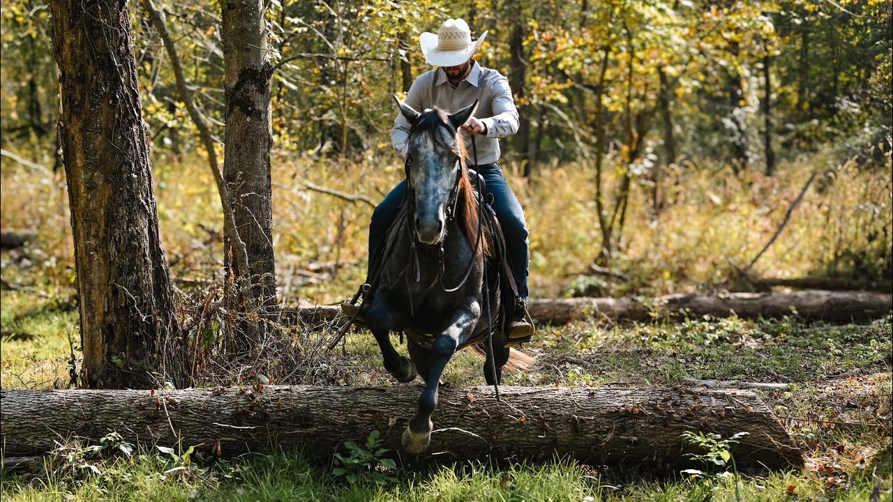 Steel – Solid Trail, Ranch & Arena Gelding | AQHA Registered
