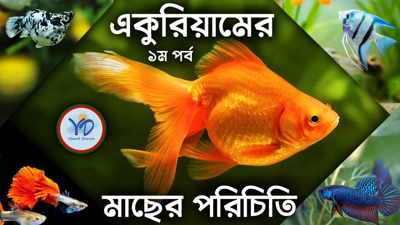 একুরিয়ামের মাছের পরিচিতি | মাছের দাম | মাছের খাবার ।