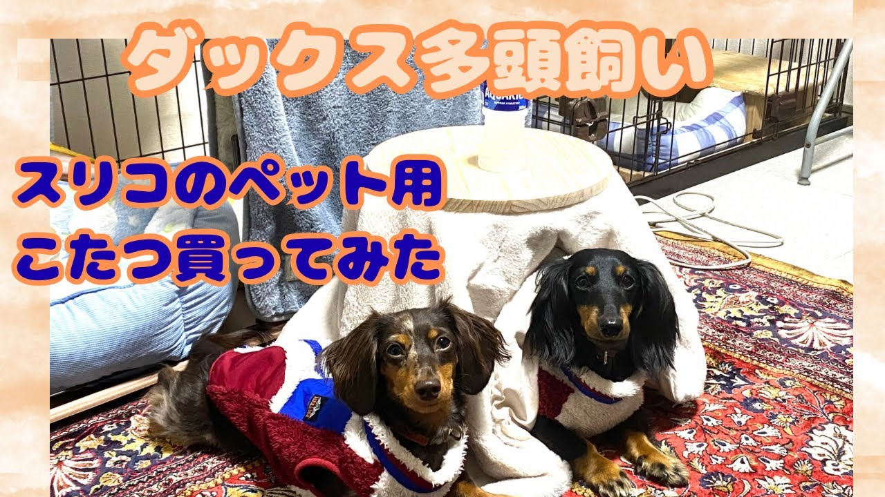 【エトワとステラ】スリコのペット用こたつ買ってみた　3COINS