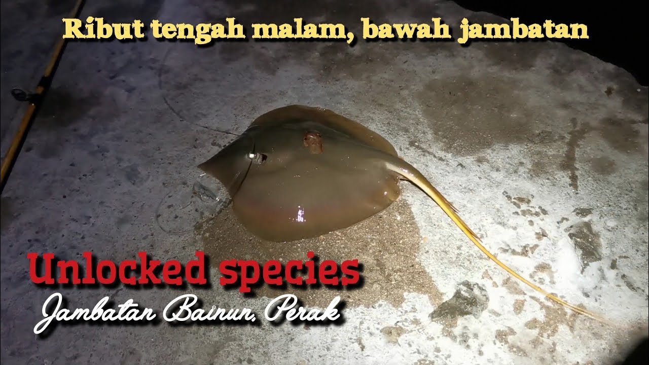 Pertama kali memancing di Jambatan Bainun, ribut kuat dan menakutkan