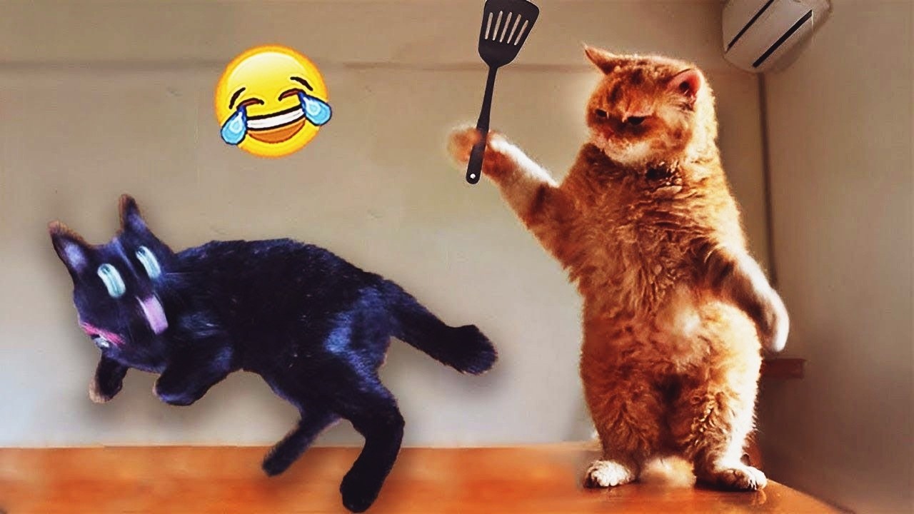 Try Not To Laugh 👻 Funniest Cats & Dogs 😻 Funny Animals