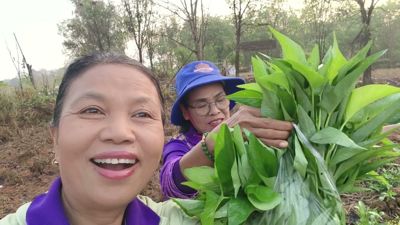 มาเก็บผักบุ้งไปฝากใครวันนี้