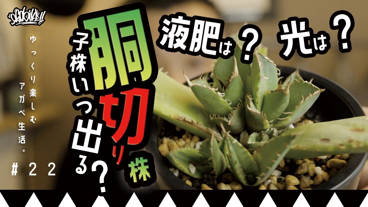 【アガベの基本】胴切りアガベはいつ子株が出るの？子株の数は何故変わる？液肥って必要？