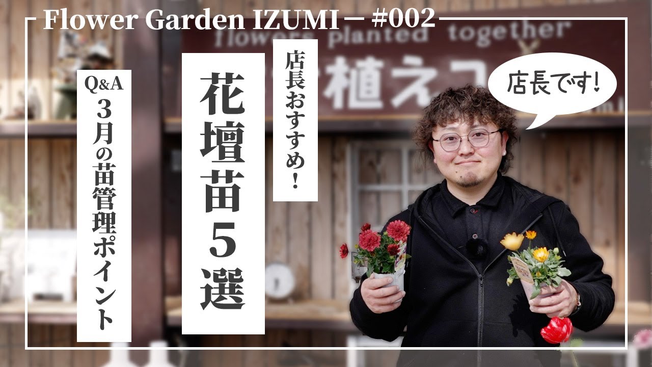 3月のおすすめ花壇苗を解説！3月に液肥を使って元気に育てるコツをご紹介！#園芸 #ハイポネックス