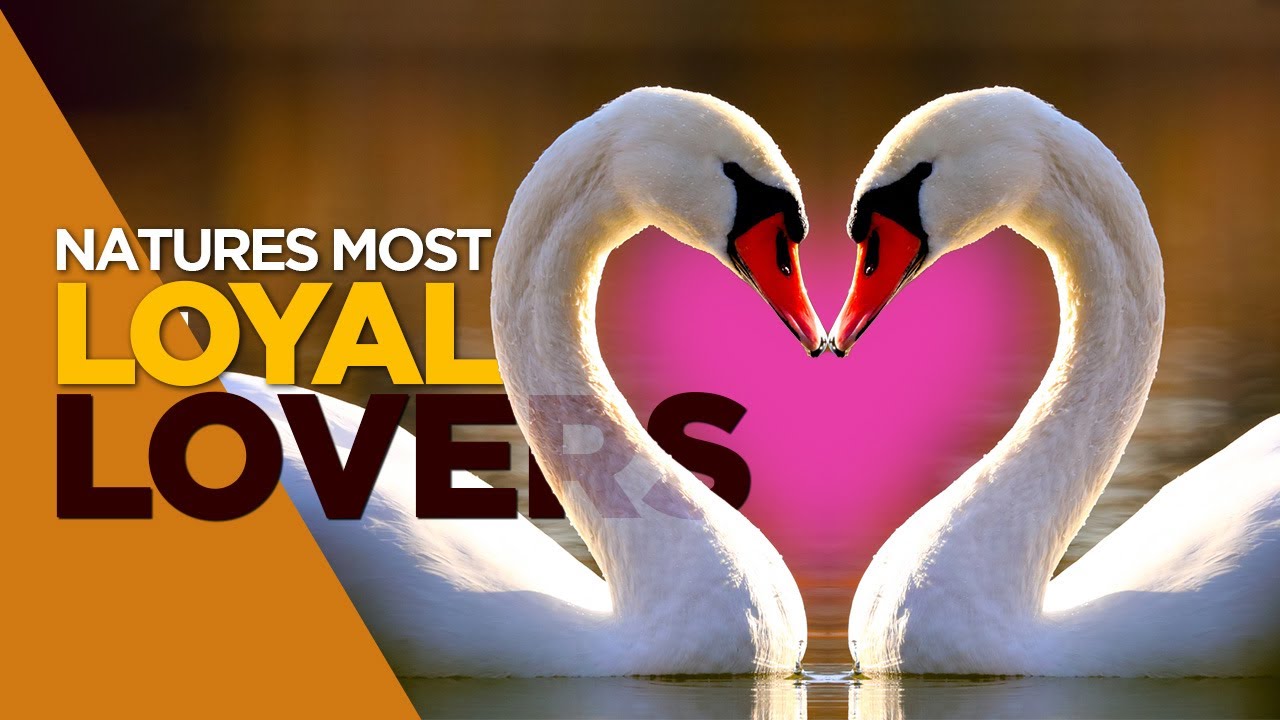 10 Most Romantic Animal Couples That Will Make You Cry