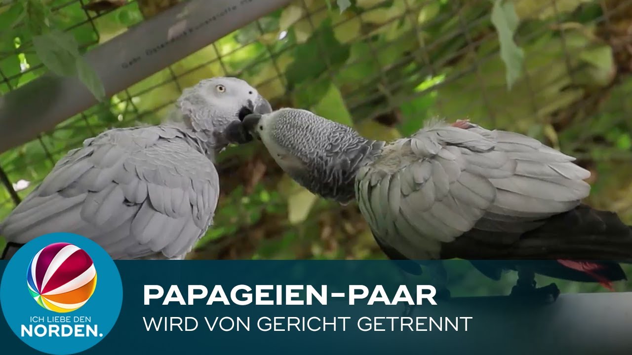Gericht trennt Bremer Papageien-Paar: Einsame Vogeldame leidet unter Liebeskummer