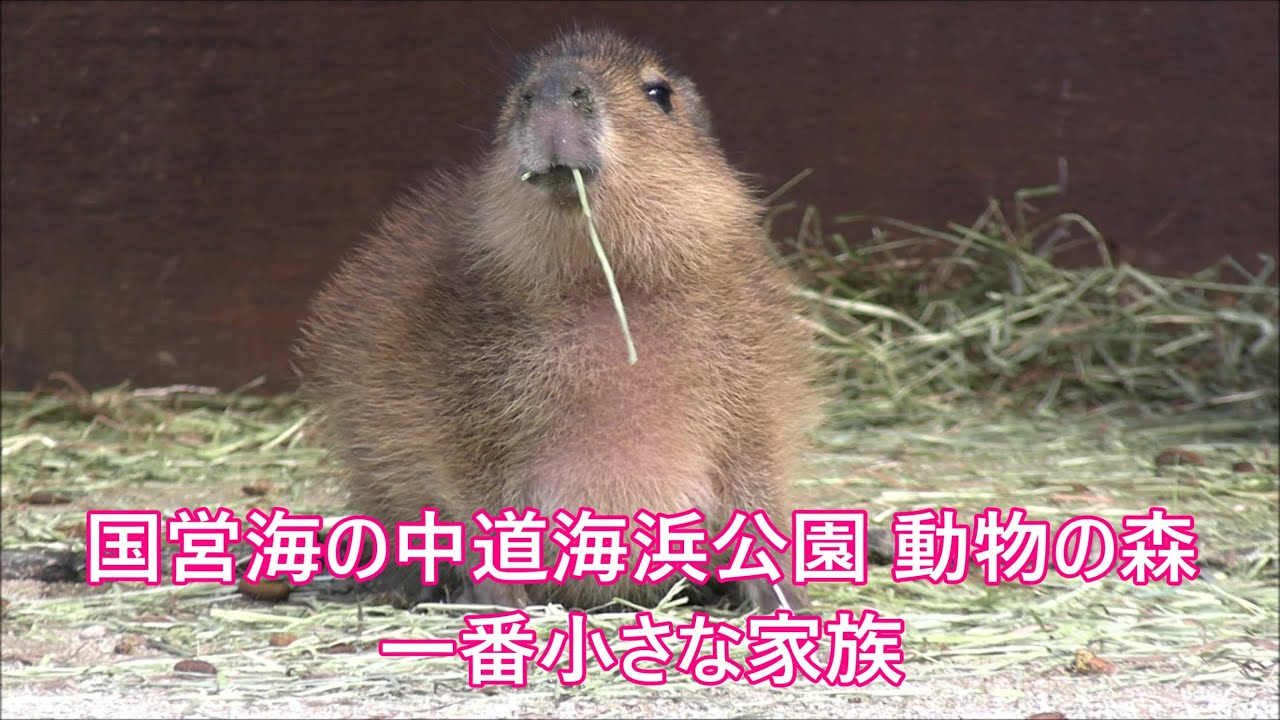 カピバラ （海の中道海浜公園篇）不安な仔カピちゃん無事帰宅