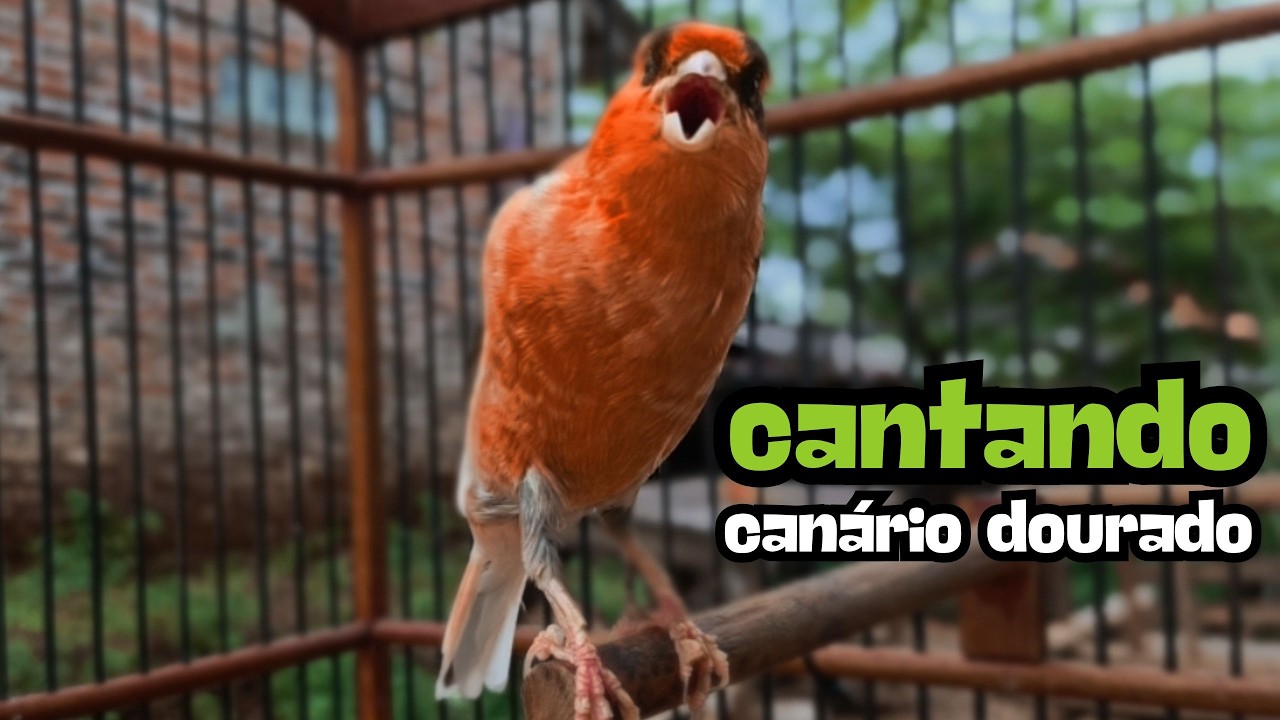 Canto de Canário do Reino Muito Claro | Treino Perfeito Para Canário Ficar Cantando Direto