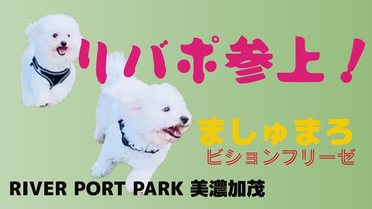ビションフリーゼの「ましゅまろ」リバポのドッグラン参上！#ビションフリーゼ.#アフロ犬 .#もふもふ .#わんこ .#犬のいる生活 